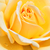 Żółty  - Róże rabatowe floribunda - Rivedoux-plage